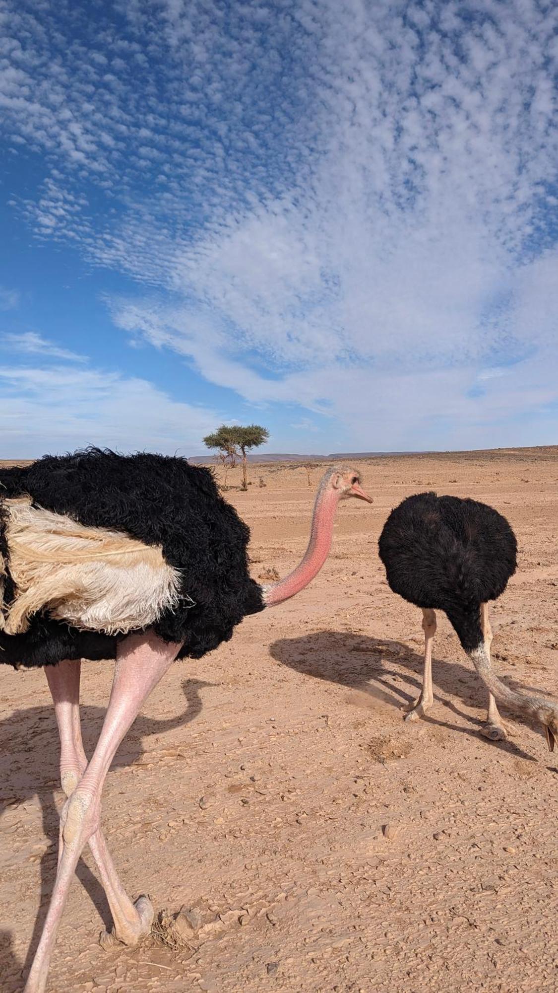 Kasbah Desert Camp マハミド エクステリア 写真